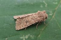 Anarta trifolii
