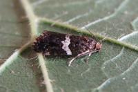 Olindia schumacherana