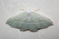 Campaea margaritaria