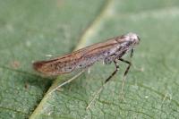 Aspilapteryx tringipennella