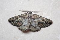 Cleorodes lichenaria