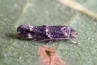 Elachista