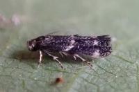 Elachista