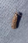 Pempelia palumbella