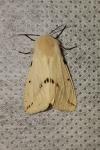 Spilarctia lutea