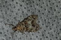 Eudonia mercurella