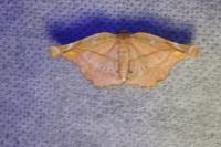 Apeira syringaria