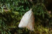 Aleimma loeflingiana