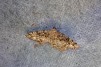 Parectropis similaria