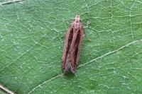 Mirificarma mulinella