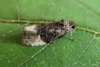Apotomis betuletana