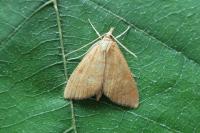 Anania crocealis