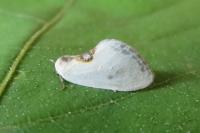 Cilix hispanica