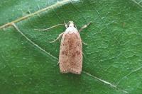 Agonopterix assimilella