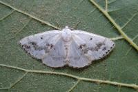 Lomographa temerata