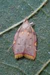 Carcina quercana