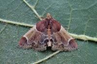 Pyralis farinalis