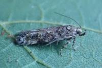 Teleiopsis diffinis
