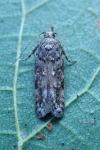 Teleiopsis diffinis