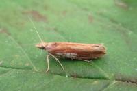 Ypsolopha parenthesella