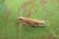 Ypsolopha parenthesella