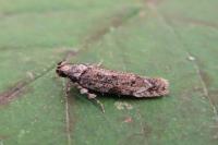 Psoricoptera gibbosella