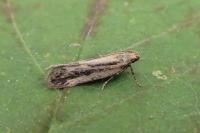 Mirificarma mulinella