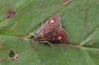Pyrausta aurata