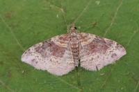 Xanthorhoe spadicearia