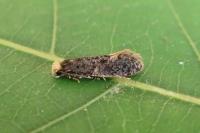 Monopis weaverella
