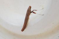 Caloptilia elongella