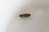 Phyllonorycter stettinensis