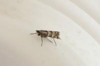 Phyllonorycter stettinensis