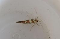 Argyresthia goedartella