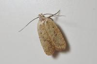 Agonopterix irrorata