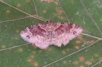 Xanthorhoe spadicearia