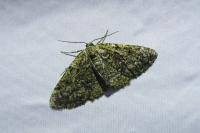 Cleorodes lichenaria