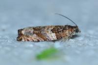 Gypsonoma minutana