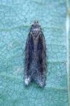 Mirificarma mulinella