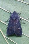 Aporophyla nigra