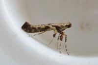 Caloptilia falconipennella/honoratella