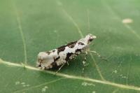 Ypsolopha sequella
