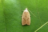 Agonopterix nervosa