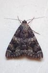 Catocala coniuncta