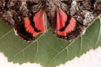 Catocala coniuncta