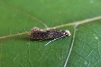 Monopis laevigella