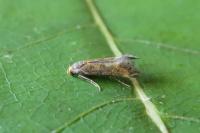 Apodia bifractella