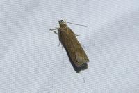 Helcystogramma triannulella