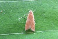 Helcystogramma rufescens