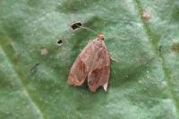 Clepsis dumicolana